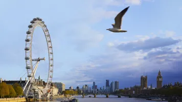 A bird is flying across the River Thames. In the background iconic London landmarks are visible with the London Eye on the left.