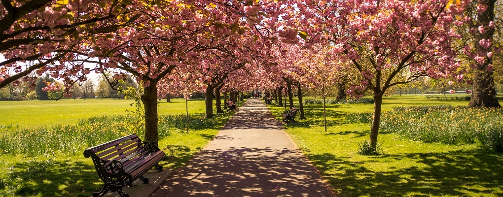 Spring Park With Cherry Blossom