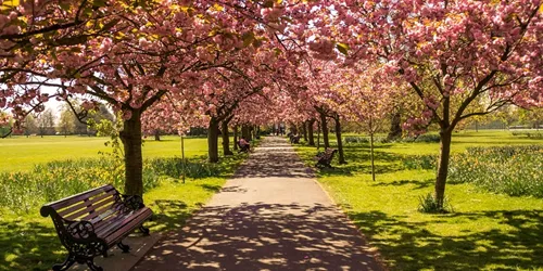 Spring Park With Cherry Blossom