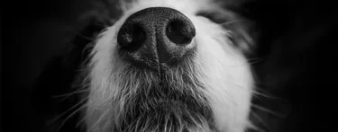 Black And White Photography Dog Nose