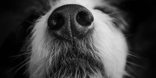 Black And White Photography Dog Nose
