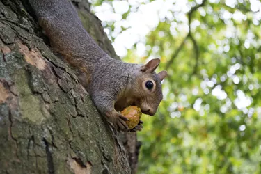 Squirrel With A Nut