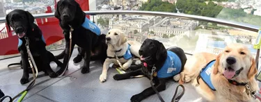 Guide dogs on London Eye