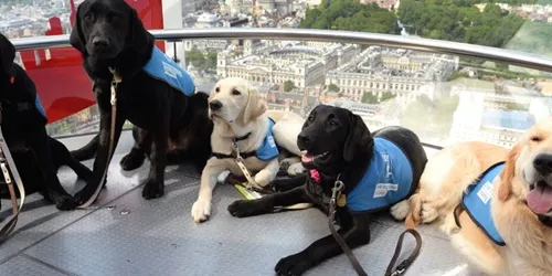 Guide dogs on London Eye