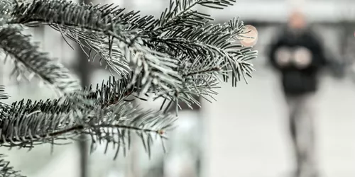 Snowy Christmas Tree Pine Needles