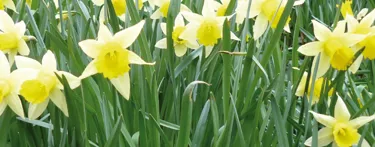 Yellow Flowers